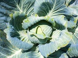 cabbagehead of white cabbage in garden photo