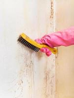 removing of mold from room wall with brush photo