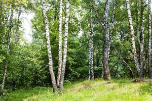 birch grove in forest in summer photo