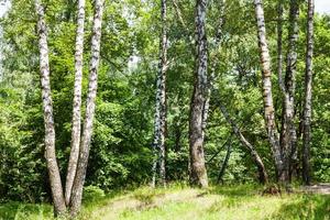 birch trees in forest in summer photo