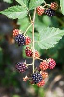 view of twig with ripe blackberries in summer photo