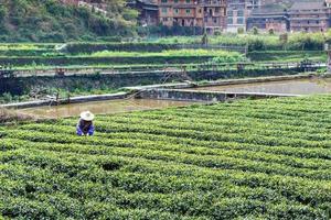 tea field and irrigation canal in Chengyang photo