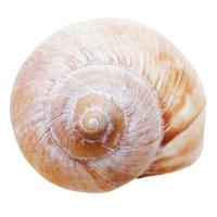 spiral mollusc shell of gastropoda snail isolated photo