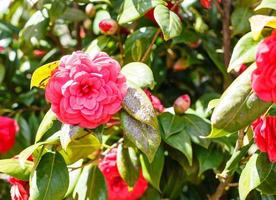 flor roja del arbusto de camelia en el soleado día de primavera foto