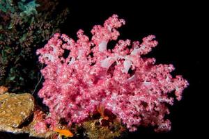 coral blando alcionario en el fondo negro foto
