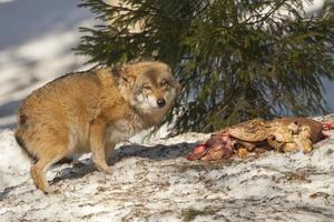 wolf eating in the snow photo