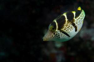 A colorful fish portrait in Cebu Philippines photo