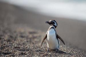 Patagonia penguin close up portrait photo