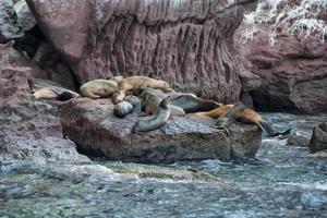 lobos marinos relajantes foto
