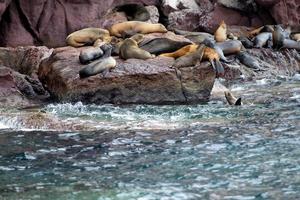 sea lion seals relaxing photo