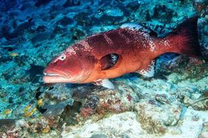 colorful grouper isolated on ocean photo