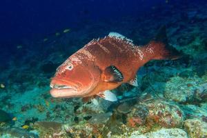 giant colorful grouper isolated on ocean photo
