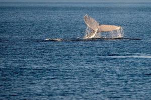 Humpback whales swimming in Australia photo