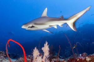 Grey shark jaws ready to attack underwater close up portrait photo