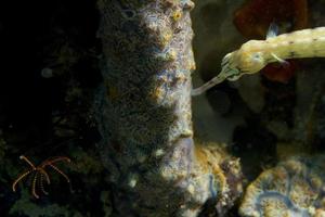 A colorful fish on hard coral macro in Cebu Philippines photo