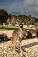 Kangaroos portrait with rainbow background photo