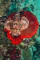 A colorful scorpion fish on hard red coral macro in Cebu Philippines photo