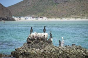 cormorants while resting on rocks photo