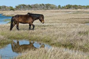 assateague caballo pony salvaje foto