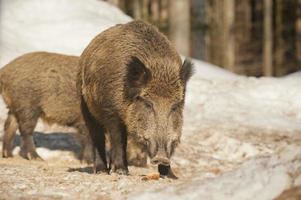 A wild pork isolated in the snow while looking at you photo