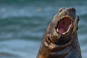 foca de león marino en la playa retrato de primer plano foto