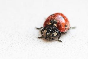 ladybug after hibernation photo