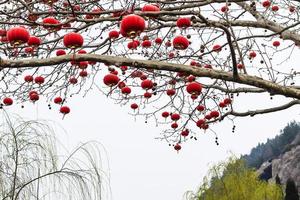 chinese red lanterns of tree branches in spring photo