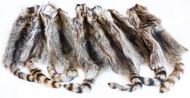 lot of natural raccoon pelts photo