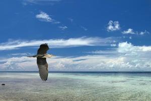 A blue black heron on the tropical paradise sky background photo