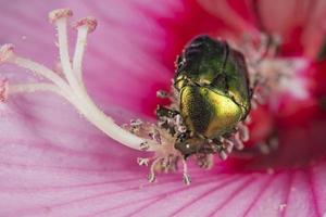 Green metallic beatle photo