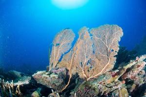 Maldives corals house for Fishes photo