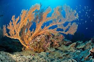 Maldives corals house for Fishes photo