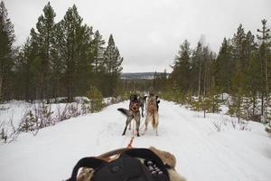 sledding with sled dog in lapland in winter time photo