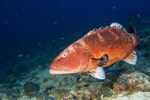 colorful grouper isolated on ocean photo