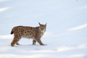 Lince en el fondo de la nieve mientras te mira foto