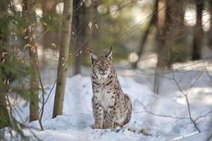 Lynx in the snow background while looking at you photo