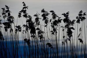 silueta de rama en el fondo blanco y azul en invierno foto