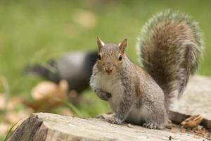 Isolated grey squirrel looking at you photo