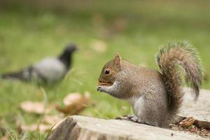 Isolated grey squirrel holding a nut photo