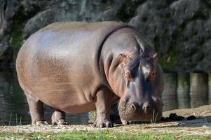 retrato de rinoceronte blanco mientras come foto