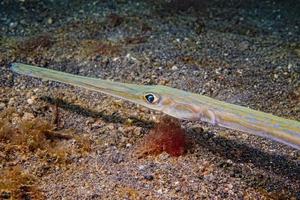 Cornet Fish Fistularia commersonii photo