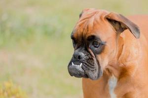 baby dog boxer young puppy on green grass photo