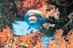 dolphin underwater on blue ocean background photo