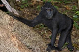 macaco negro con cresta mientras te mira en el bosque foto