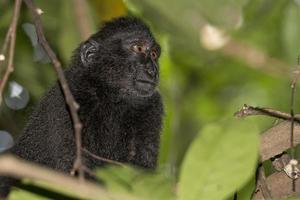 macaco negro con cresta mientras te mira en el bosque foto