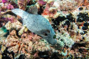 colorful ball puffer fish on the reef background photo