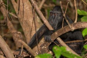 mono macaco negro con cresta mientras te miraba en el bosque foto