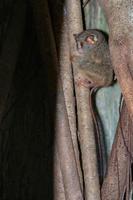 Tarsius nocturnal indonesian monkey portrait photo