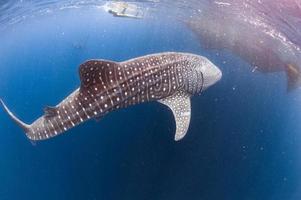 Whale Shark coming to you underwater photo