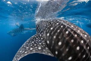 tiburón ballena viniendo hacia ti bajo el agua foto